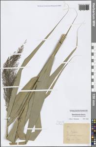 Phragmites australis (Cav.) Trin. ex Steud., Eastern Europe, Central forest-and-steppe region (E6) (Russia)