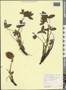 Trifolium trichocephalum M.Bieb., Caucasus, Dagestan (K2) (Russia)