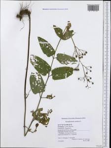 Scrophularia nodosa L., Western Europe (EUR) (Germany)