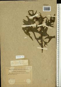 Cirsium vulgare (Savi) Ten., Eastern Europe, Central region (E4) (Russia)