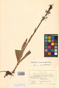 Platanthera metabifolia F.Maek., Siberia, Russian Far East (S6) (Russia)