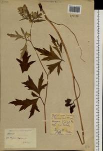 Aconitum kusnezoffii Rchb., Siberia, Yakutia (S5) (Russia)
