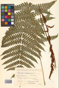 Osmundastrum cinnamomeum subsp. asiaticum (Fern.) Fraser-Jenkins, Siberia, Russian Far East (S6) (Russia)