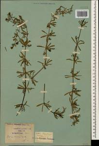 Galium tricornutum Dandy, Caucasus, Krasnodar Krai & Adygea (K1a) (Russia)
