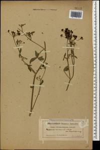Dichoropetalum caucasicum (M. Bieb.) Soldano, Galasso & Banfi, Caucasus (no precise locality) (K0)