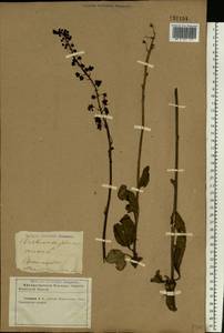 Verbascum phoeniceum L., Eastern Europe, North Ukrainian region (E11) (Ukraine)