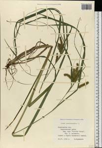 Carex pseudocyperus L., Eastern Europe, Northern region (E1) (Russia)