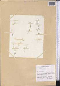 Callitriche palustris L., America (AMER) (Greenland)
