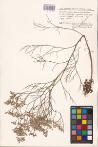 Limonium caspium (Willd.) Gams, Eastern Europe, Lower Volga region (E9) (Russia)