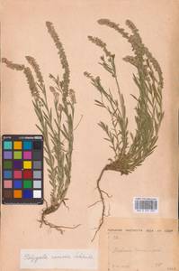 Polygala comosa Schkuhr, Eastern Europe, Moscow region (E4a) (Russia)
