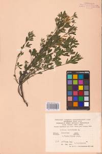 Chamaecytisus austriacus (L.) Link, Eastern Europe, West Ukrainian region (E13) (Ukraine)