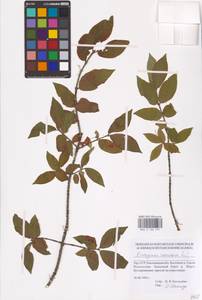 Euonymus verrucosus Scop., Eastern Europe, South Ukrainian region (E12) (Ukraine)