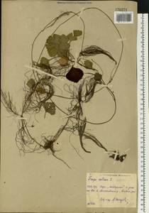 Trapa natans L., Eastern Europe, Central region (E4) (Russia)