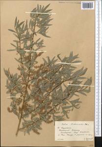 Salix capusii Franch., Middle Asia, Western Tian Shan & Karatau (M3) (Kazakhstan)