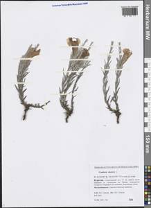 Cymbaria daurica L., Siberia, Baikal & Transbaikal region (S4) (Russia)