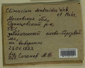 Climacium dendroides (Hedw.) F. Weber & D. Mohr, Bryophytes, Bryophytes - Moscow City & Moscow Oblast (B6a) (Russia)