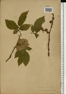 Ulmus glabra subsp. glabra, Eastern Europe, Central forest-and-steppe region (E6) (Russia)