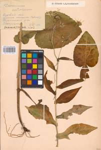 Doronicum austriacum Jacq., Eastern Europe, West Ukrainian region (E13) (Ukraine)