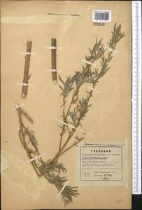 Salix capusii Franch., Middle Asia, Western Tian Shan & Karatau (M3) (Kazakhstan)