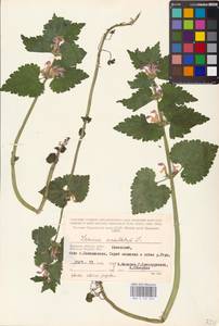 MHA 0 154 546, Lamium maculatum (L.) L., Eastern Europe, Central region (E4) (Russia)