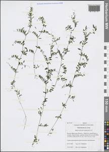 Vicia hirsuta (L.) Gray, Siberia, Baikal & Transbaikal region (S4) (Russia)