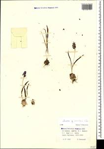 Muscari coeruleum Losinsk., Caucasus, Krasnodar Krai & Adygea (K1a) (Russia)