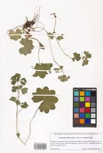 Alchemilla baltica Sam. ex Juz., Eastern Europe, Moscow region (E4a) (Russia)