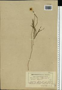 Ranunculus illyricus L., Eastern Europe, Moscow region (E4a) (Russia)