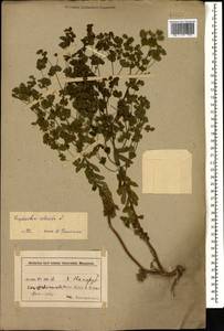 Euphorbia stricta L., Caucasus, Azerbaijan (K6) (Azerbaijan)