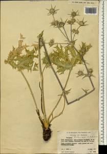 Eryngium billardierei F. Delaroche, South Asia, South Asia (Asia outside ex-Soviet states and Mongolia) (ASIA) (Iran)