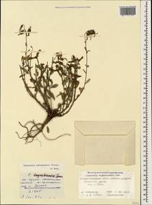 Campanula sibirica subsp. hohenackeri (Fisch. & C.A.Mey.) Damboldt, Caucasus, North Ossetia, Ingushetia & Chechnya (K1c) (Russia)