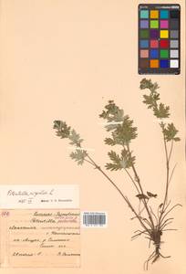 Potentilla argentea L., Siberia, Russian Far East (S6) (Russia)