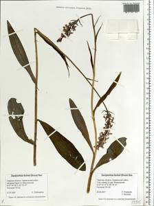 Dactylorhiza maculata subsp. fuchsii (Druce) Hyl., Eastern Europe, North-Western region (E2) (Russia)