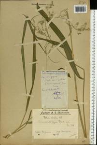 Festuca altissima All., Eastern Europe, Volga-Kama region (E7) (Russia)