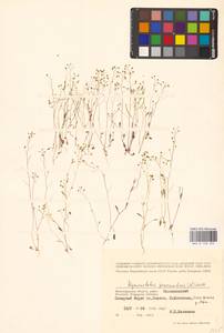 Hornungia procumbens (L.) Hayek, Eastern Europe, Lower Volga region (E9) (Russia)