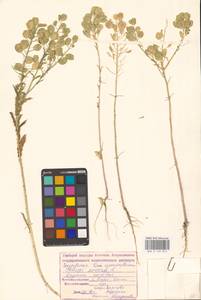 Thlaspi arvense L., Eastern Europe, Lower Volga region (E9) (Russia)