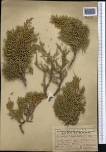 Juniperus excelsa subsp. polycarpos (K. Koch) Takht., Middle Asia, Pamir & Pamiro-Alai (M2) (Uzbekistan)