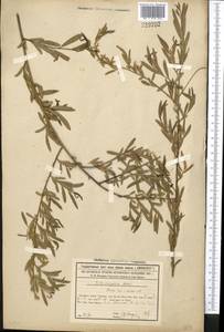 Salix songarica Andersson, Middle Asia, Syr-Darian deserts & Kyzylkum (M7) (Kazakhstan)