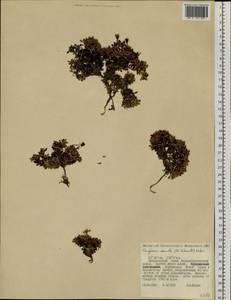 Diapensia obovata (F. Schmidt) Nakai, Siberia, Russian Far East (S6) (Russia)