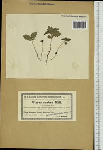 Ulmus glabra Huds., Western Europe (EUR) (Poland)