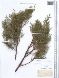 Juniperus, Middle Asia, Pamir & Pamiro-Alai (M2) (Tajikistan)