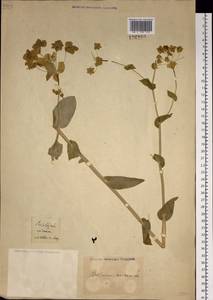 Bupleurum aureum Fisch., Siberia, Altai & Sayany Mountains (S2) (Russia)