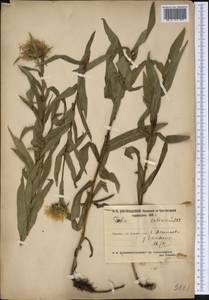 Pentanema salicinum (L.) D. Gut. Larr., Santos-Vicente, Anderb., E. Rico & M. M. Mart. Ort., Siberia, Central Siberia (S3) (Russia)
