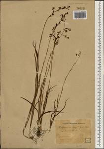 Habenaria linearifolia Maxim., South Asia, South Asia (Asia outside ex-Soviet states and Mongolia) (ASIA) (Japan)