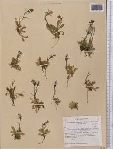 Campanula lasiocarpa Cham., America (AMER) (United States)