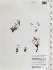 Odontarrhena obovata C. A. Mey., Siberia, Baikal & Transbaikal region (S4) (Russia)