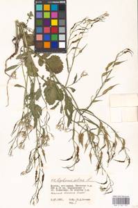 Raphanus sativus L., Eastern Europe, Moscow region (E4a) (Russia)