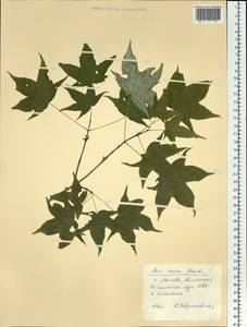 Acer pictum subsp. mono (Maxim.) H. Ohashi, Siberia, Russian Far East (S6) (Russia)