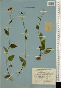 Lapsana communis subsp. grandiflora (M. Bieb.) P. D. Sell, Caucasus, South Ossetia (K4b) (South Ossetia)