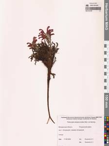 Pedicularis alopecuroides Steven ex Spreng., Siberia, Chukotka & Kamchatka (S7) (Russia)